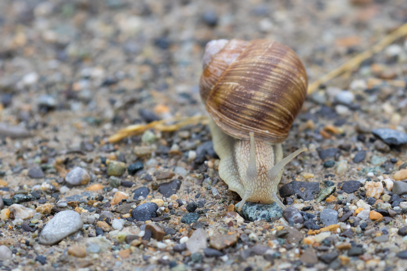 Das feuchte Wetter lockt überall die Schnecken aus ihren Verstecken