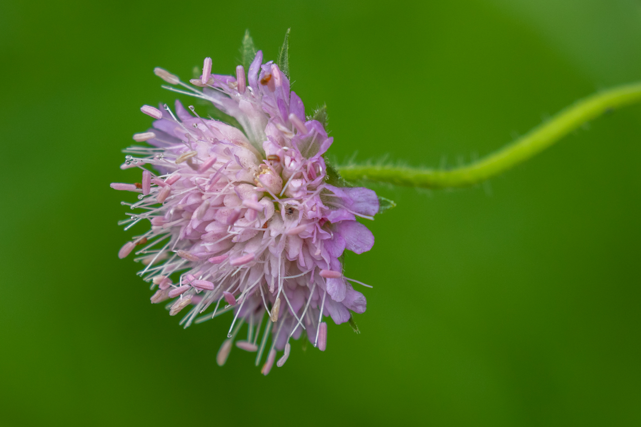 Acker-Witwenblume [Knautia arvensis], auch Wiesen-Witwenblume, Nähkisselchen oder Wiesenskabiose genannt