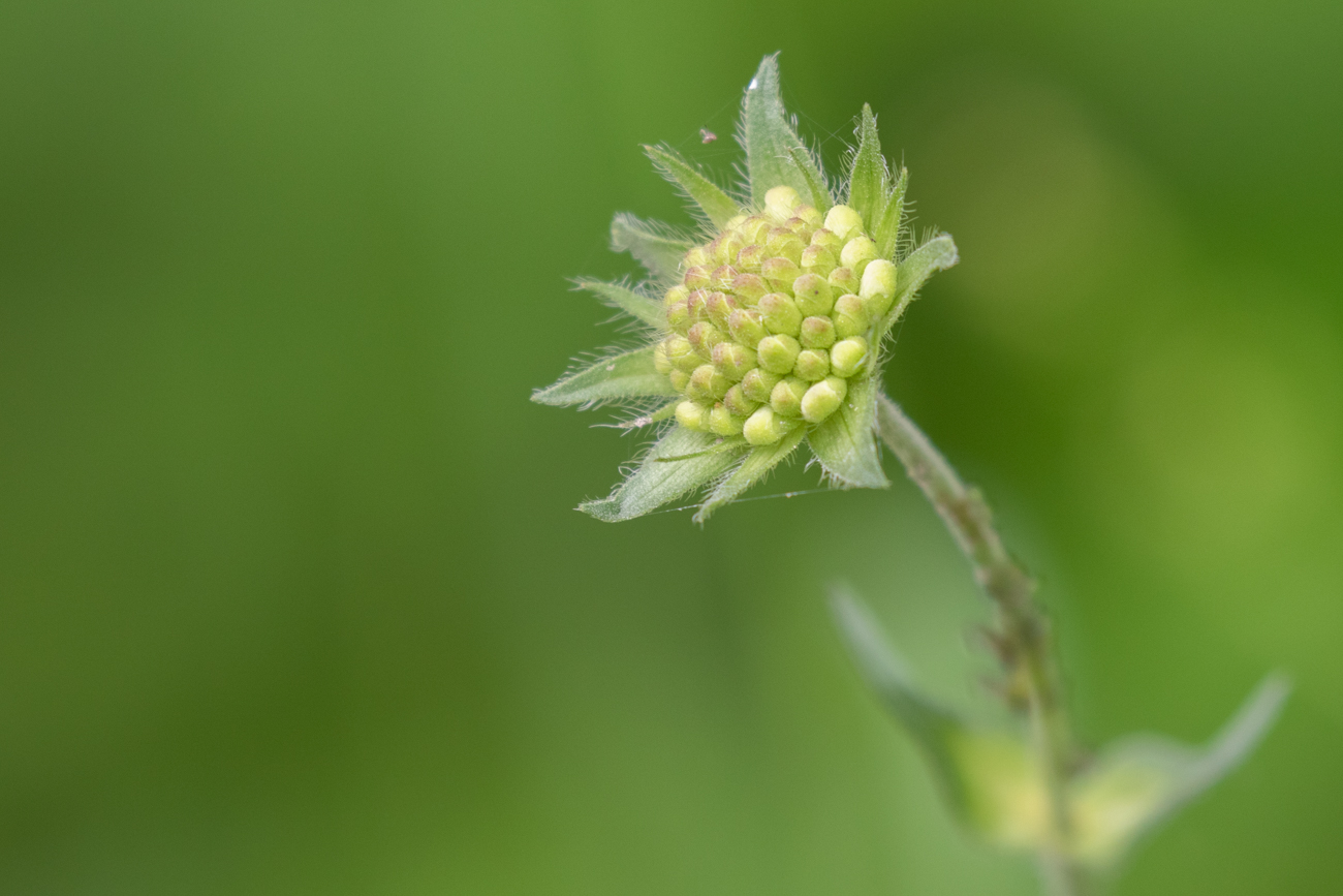 Heranwachsende Acker-Witwenblume