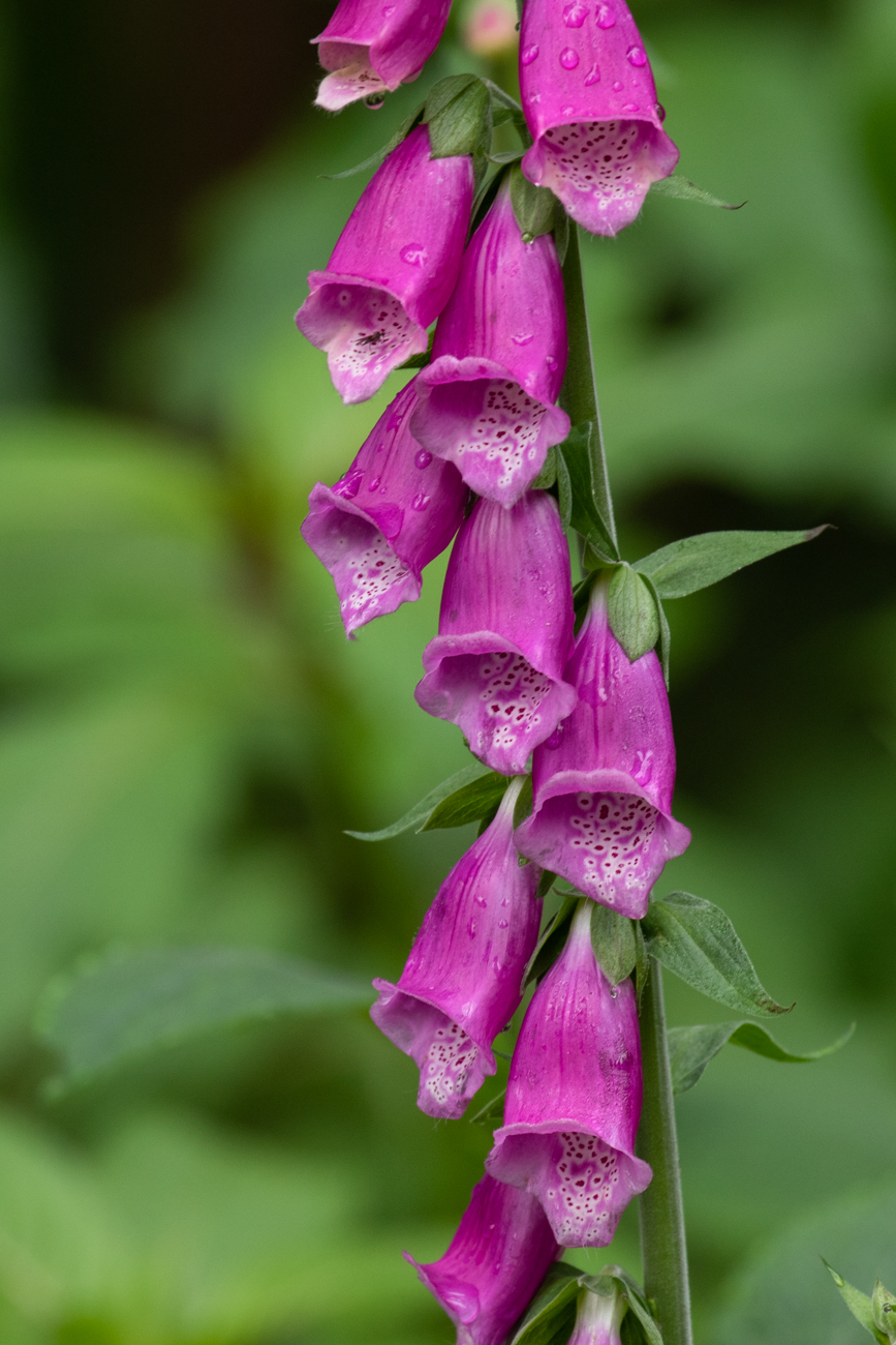 Roter Fingerhut [Digitalis purpurea]