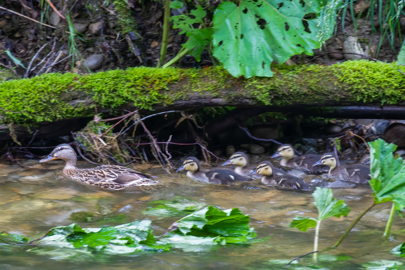 Stockenten-Familie