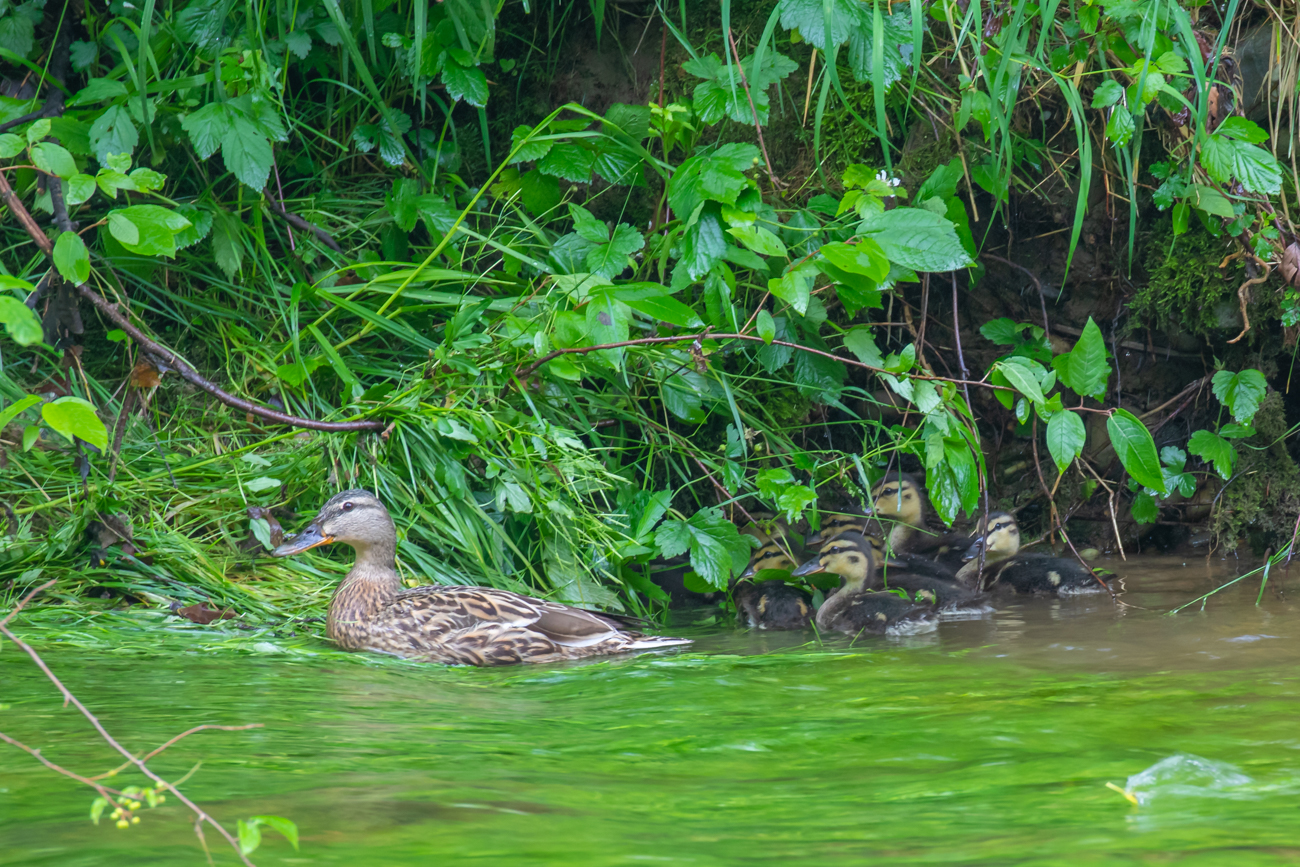 Stockenten-Familie