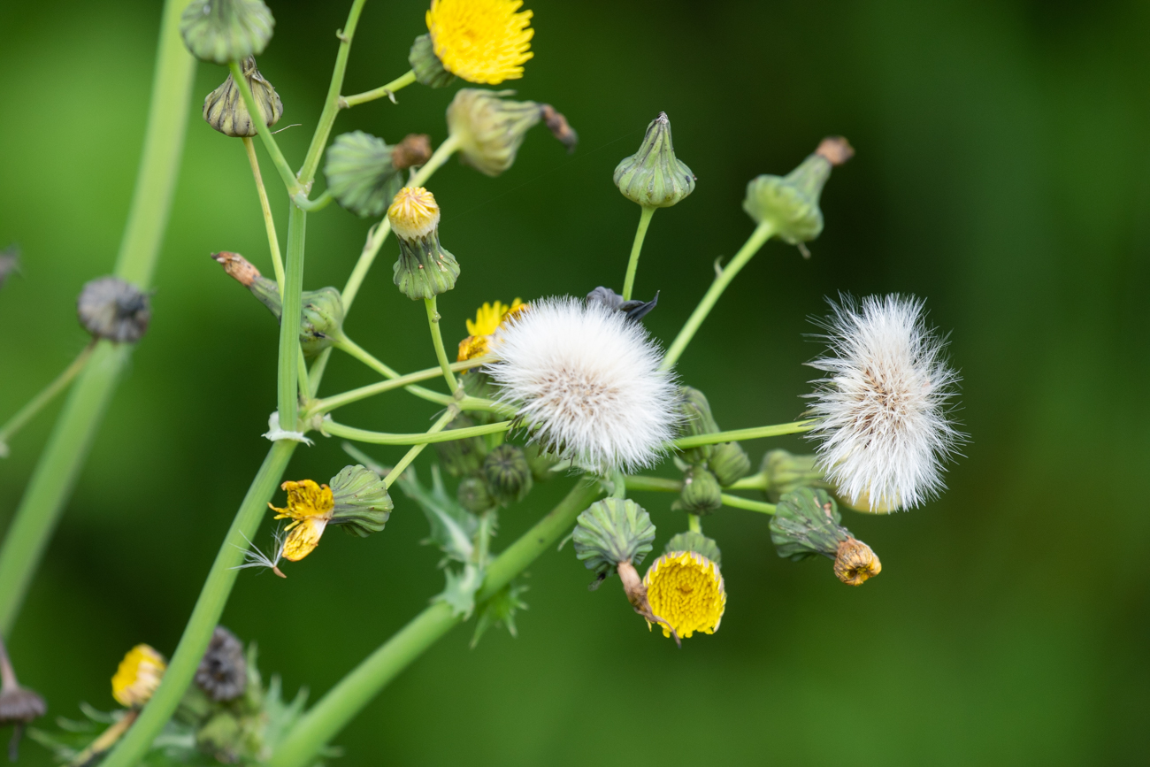 Dornige Gänsedistel [Sonchus asper]