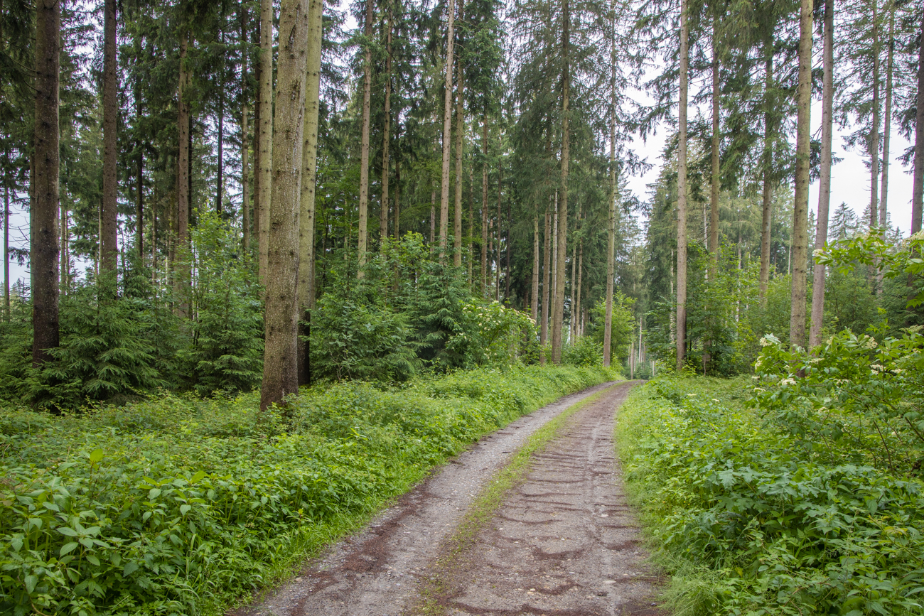 Waldweg ...