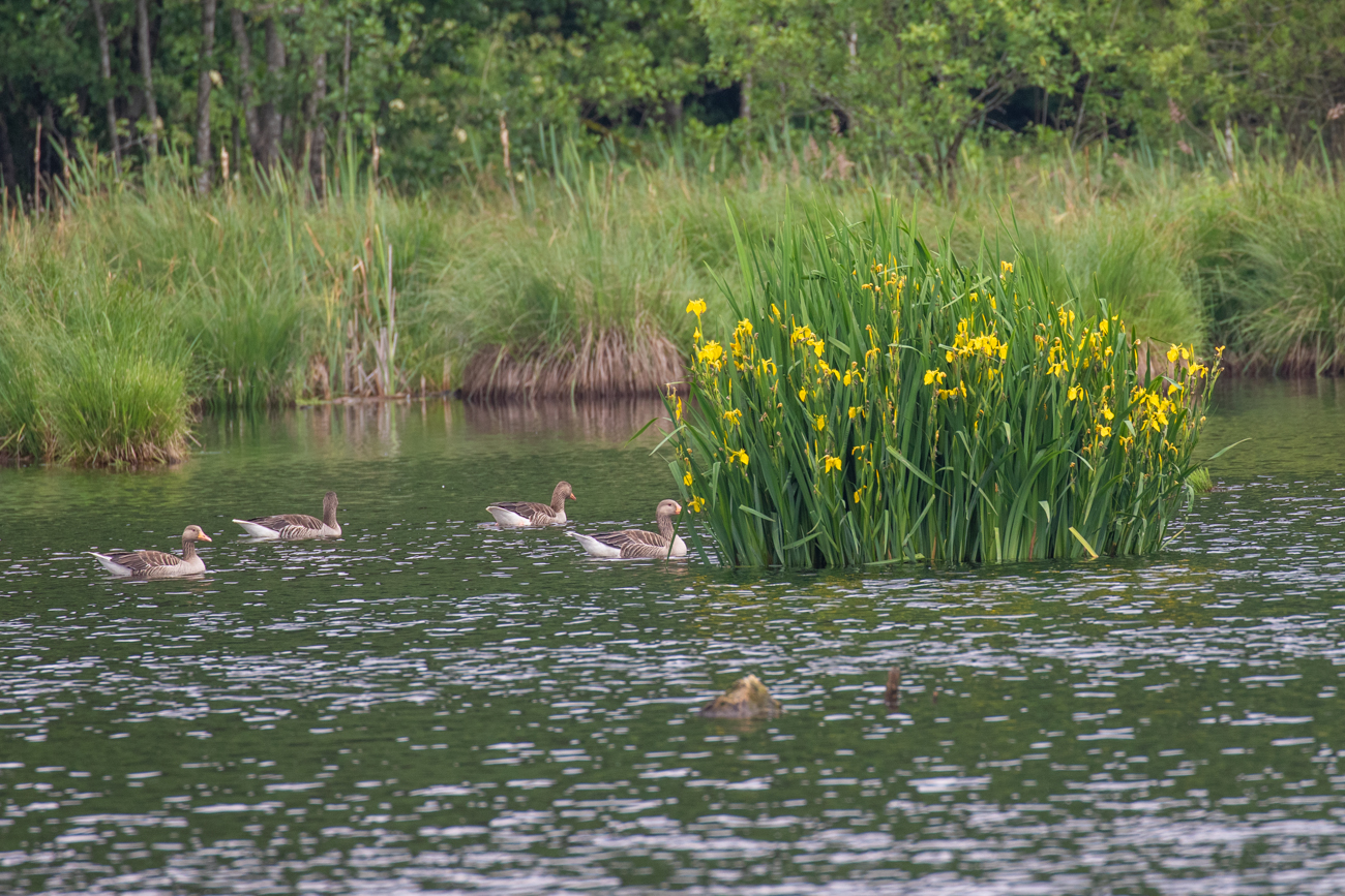 ... zum Herbisweiher