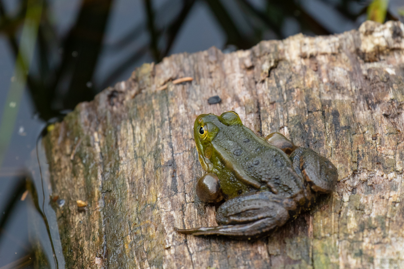 Sei kein Frosch ;-)