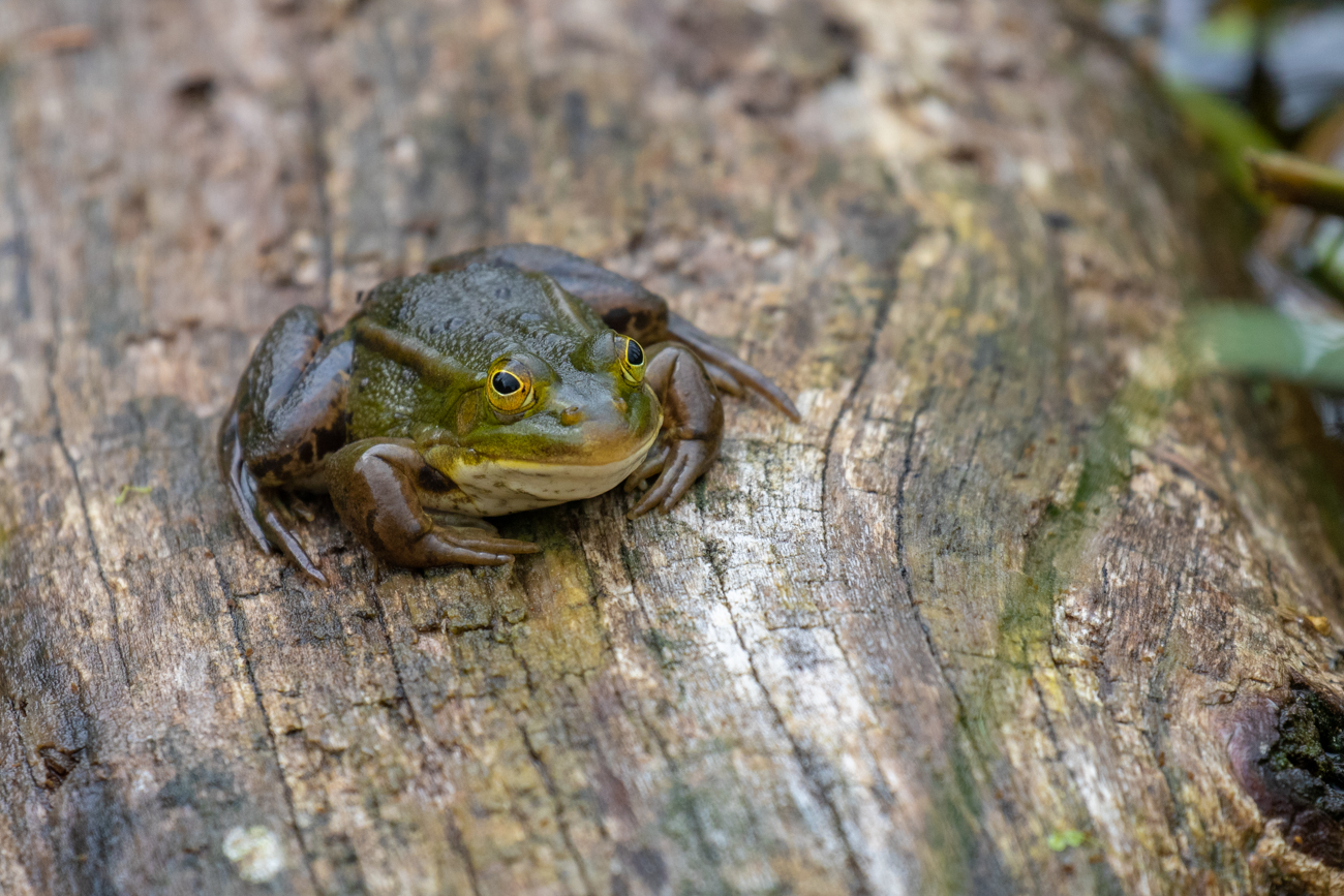 Nochmal der Frosch