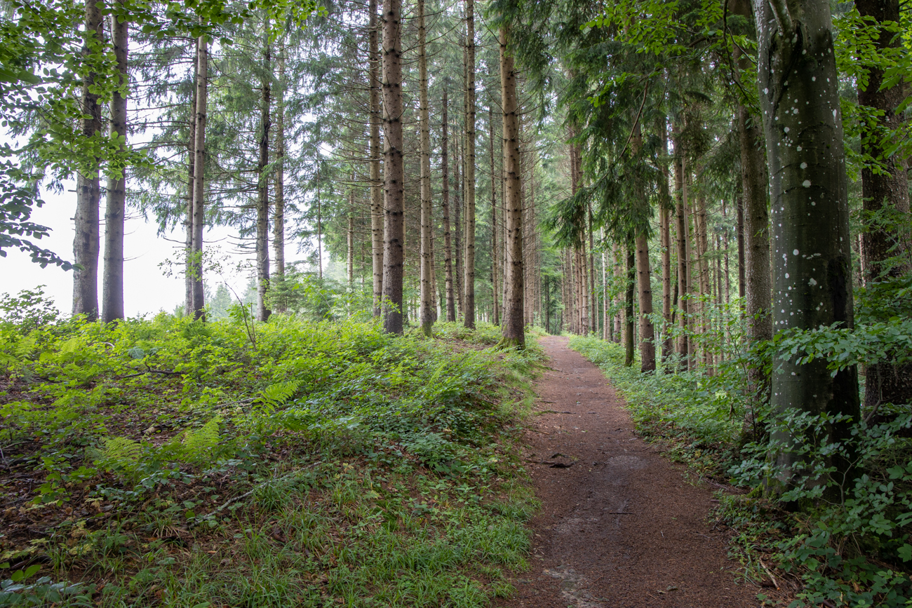 Ab durch den Wald