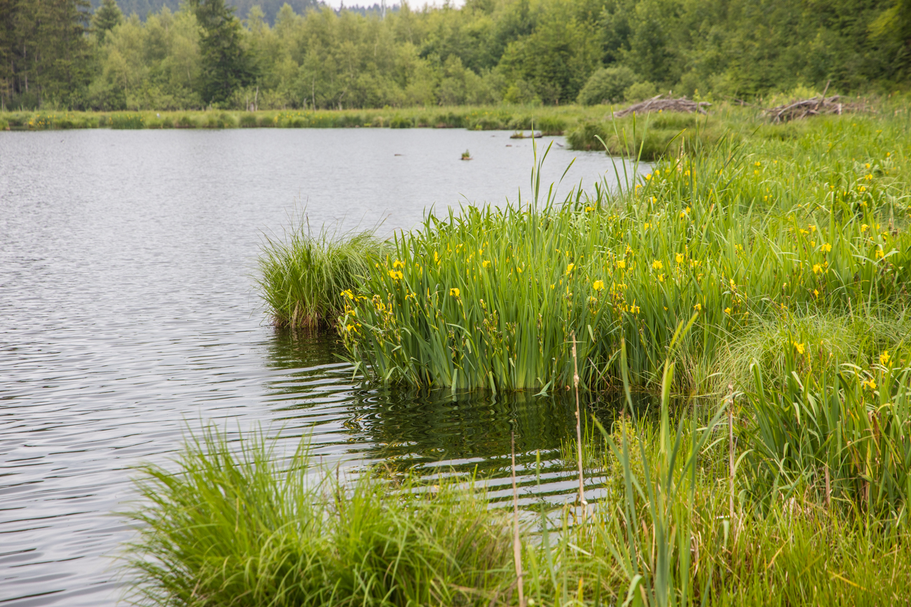 Der Herbisweiher