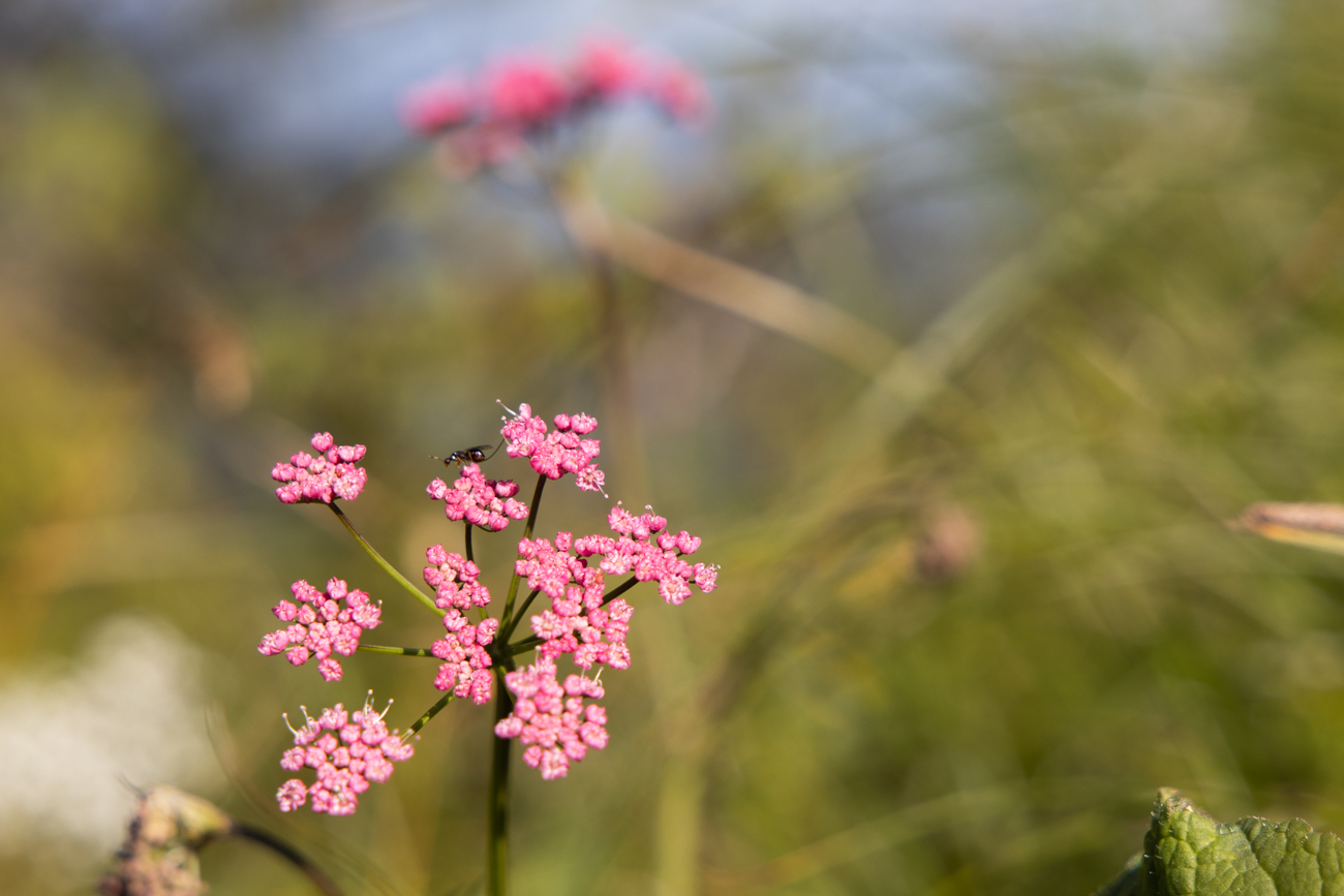 Große Bibernelle [Pimpinella major]