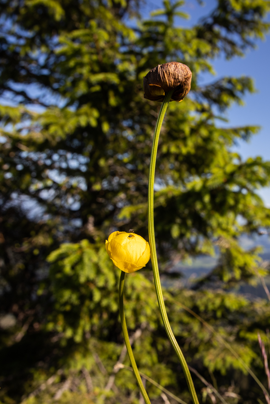 Alpen-Mohn [Papaver alpinum]