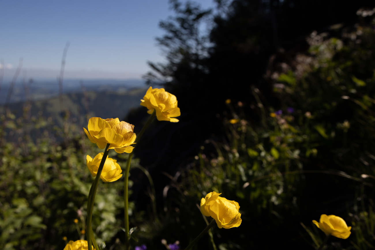 Alpen-Mohn [Papaver alpinum]