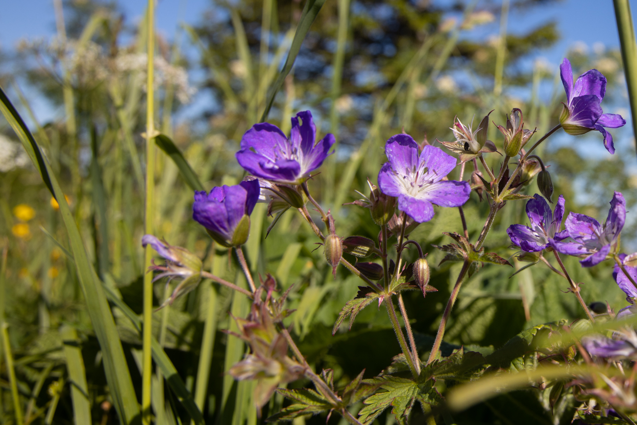 Wald Storchschnabel [Geranium sylvaticum]