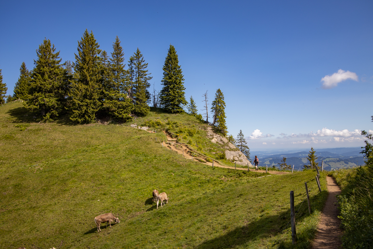 Sommerweide in der Höhe