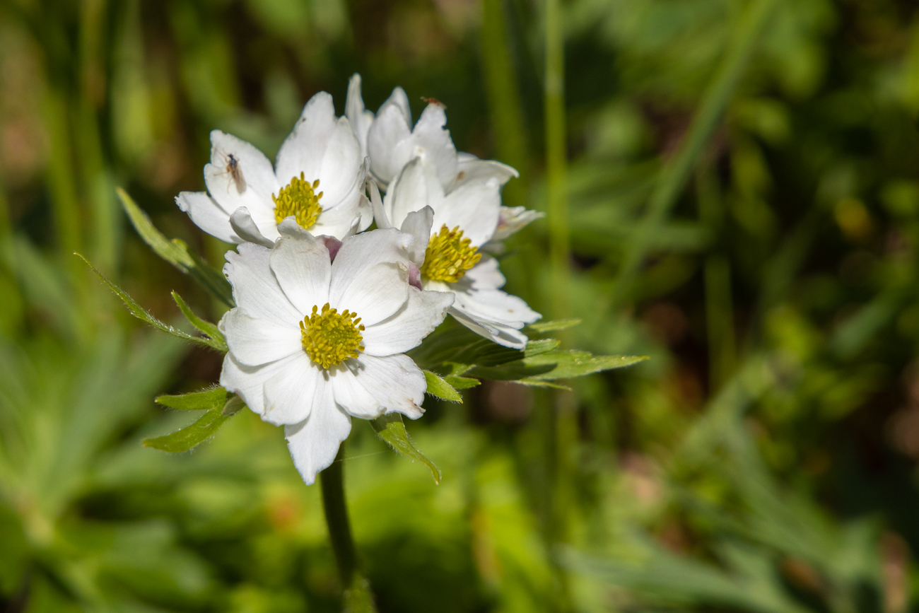 Berghähnlein [Anemone narcissiflora]