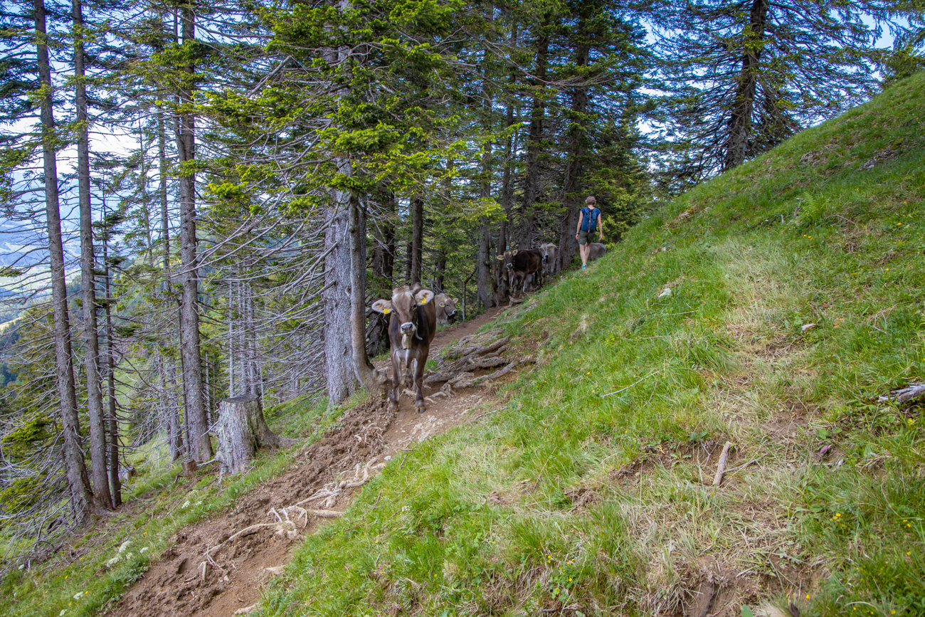 Begegnung mit Kühen auf dem Weg