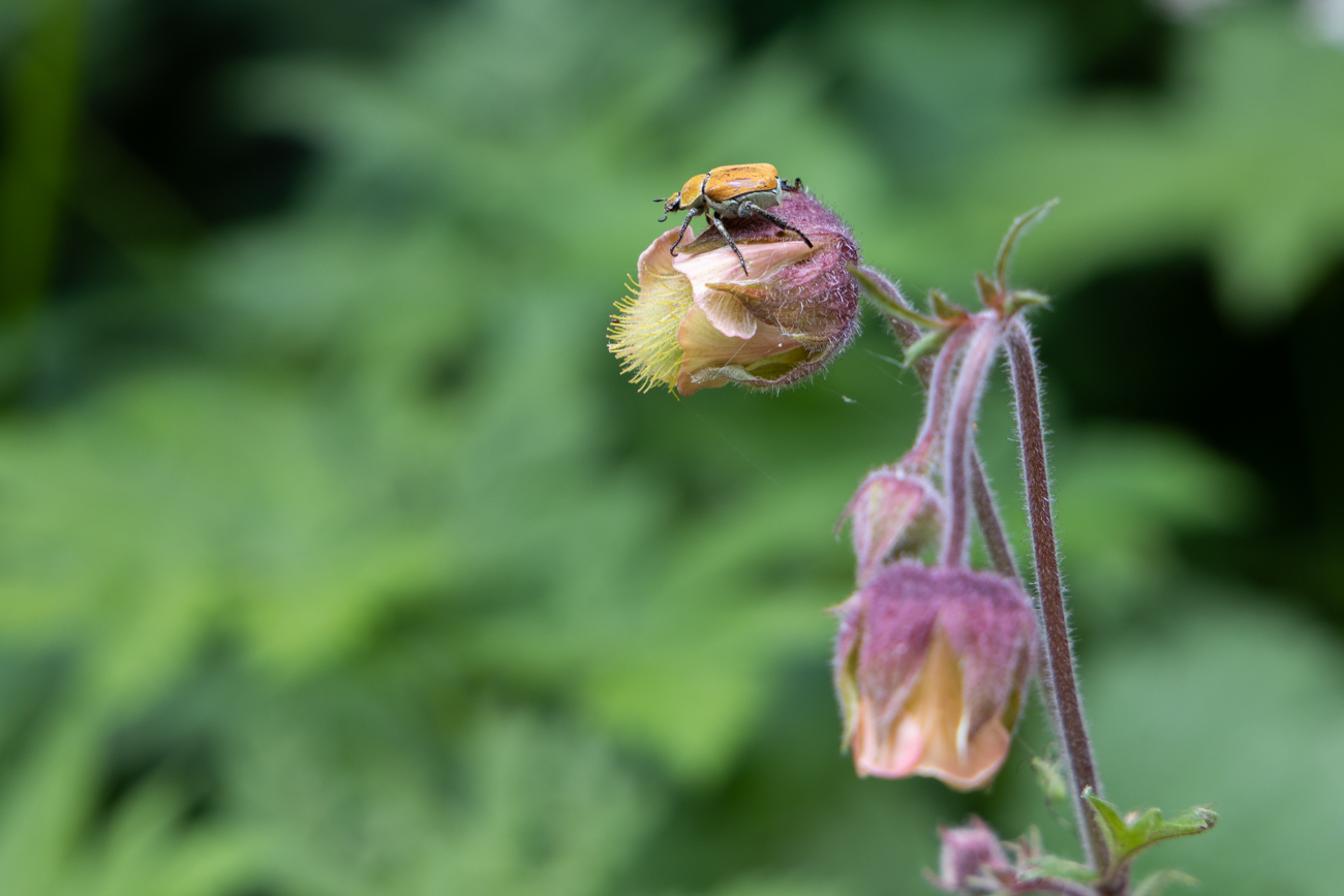 Bach-Nelkenwurz [Geum rivale] mit Käfer