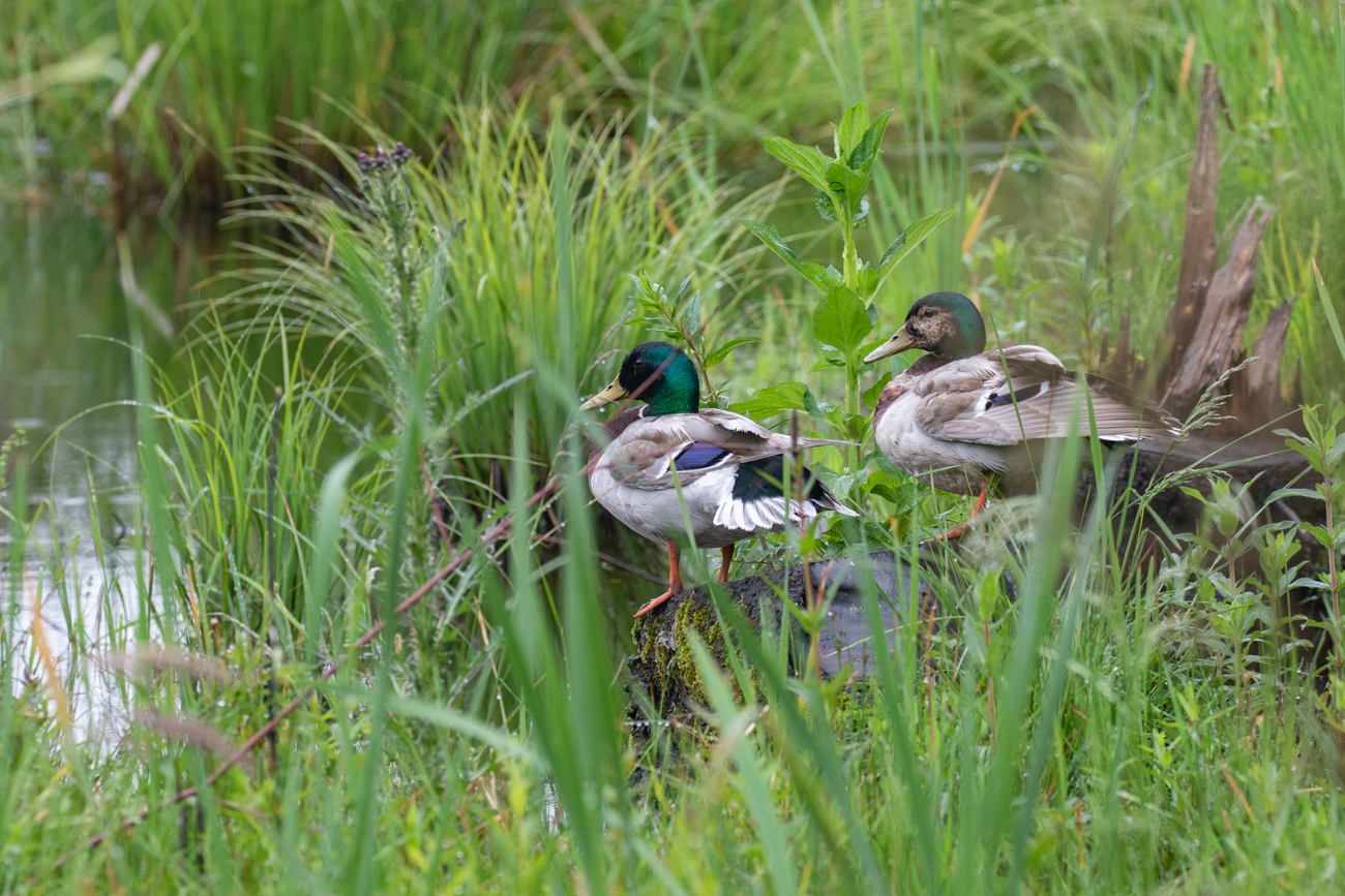 Enten im Moorgebiet