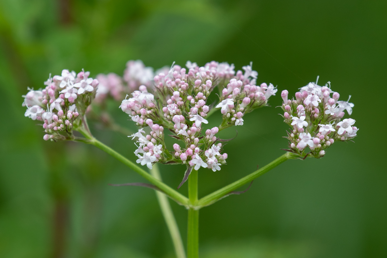 Echter Baldrian [Valeriana officinalis]