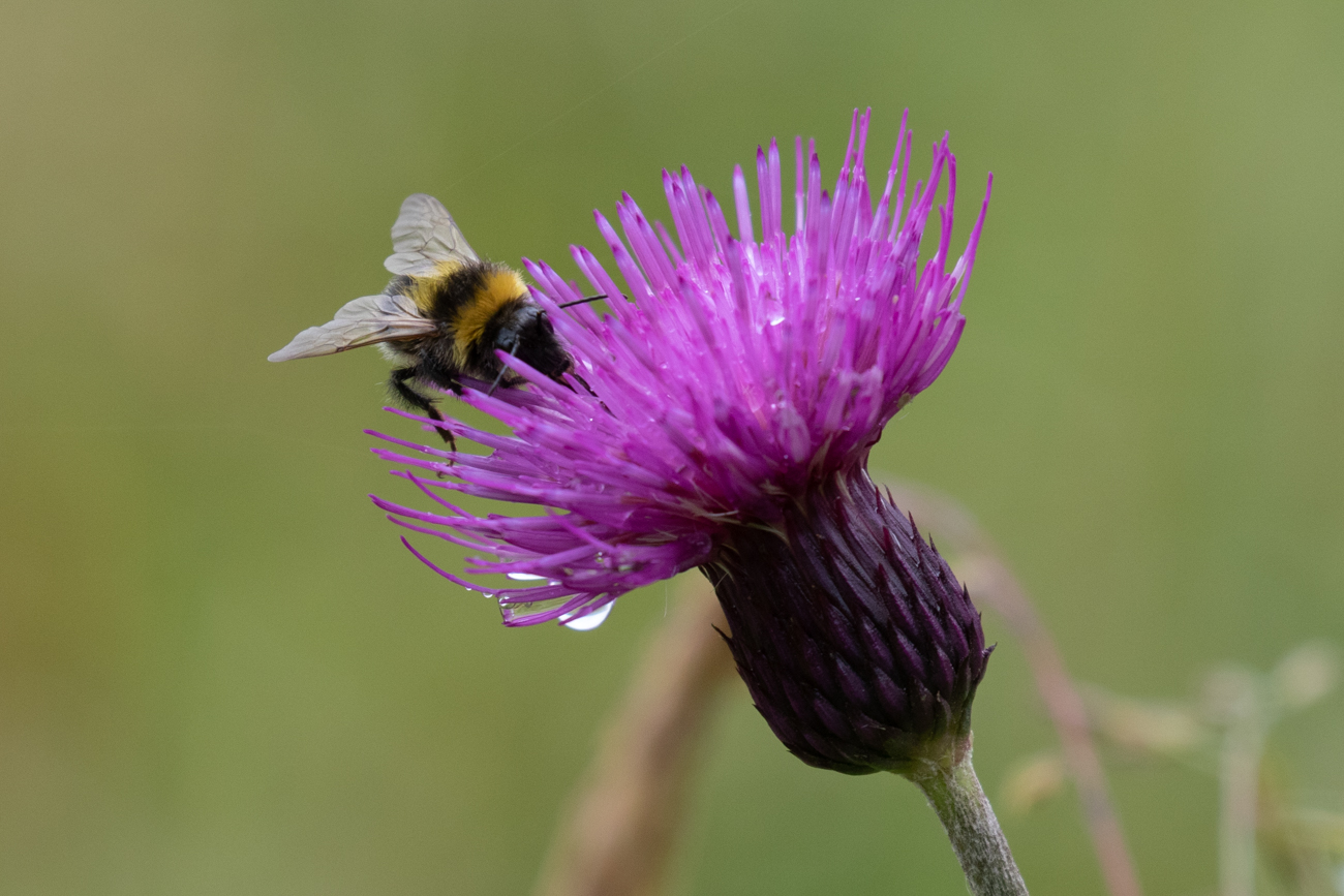 Distel mit Besuch