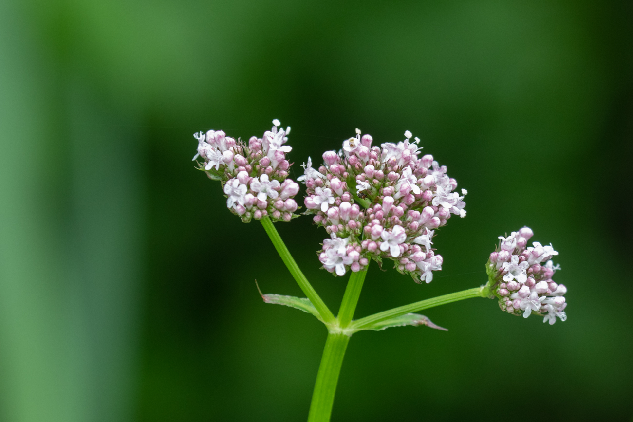 Echter Baldrian [Valeriana officinalis]