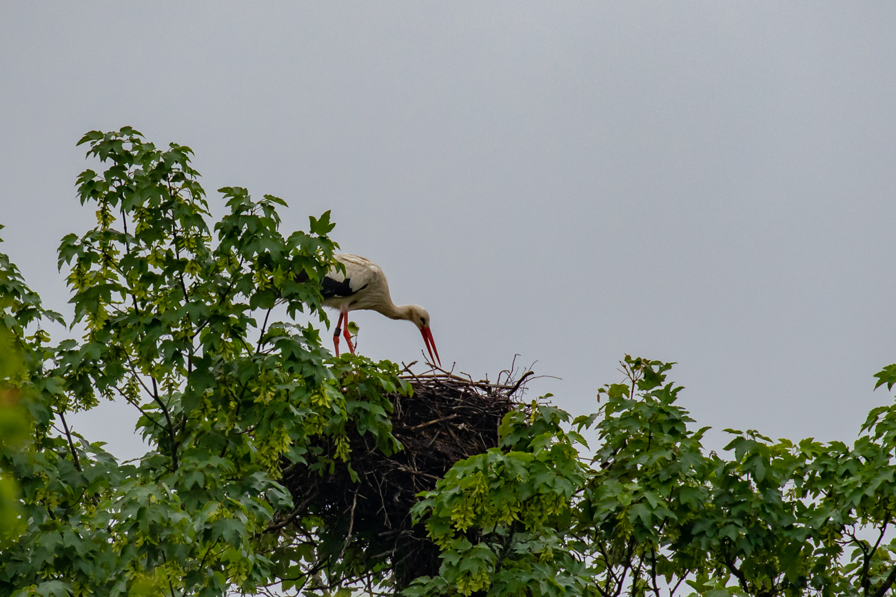 Das Nest wird ständig verbessert ...