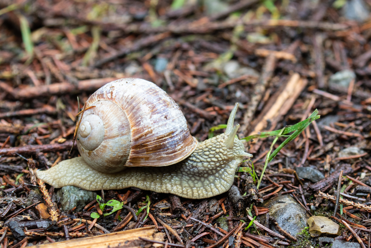 Und wieder mal eine Schnecke