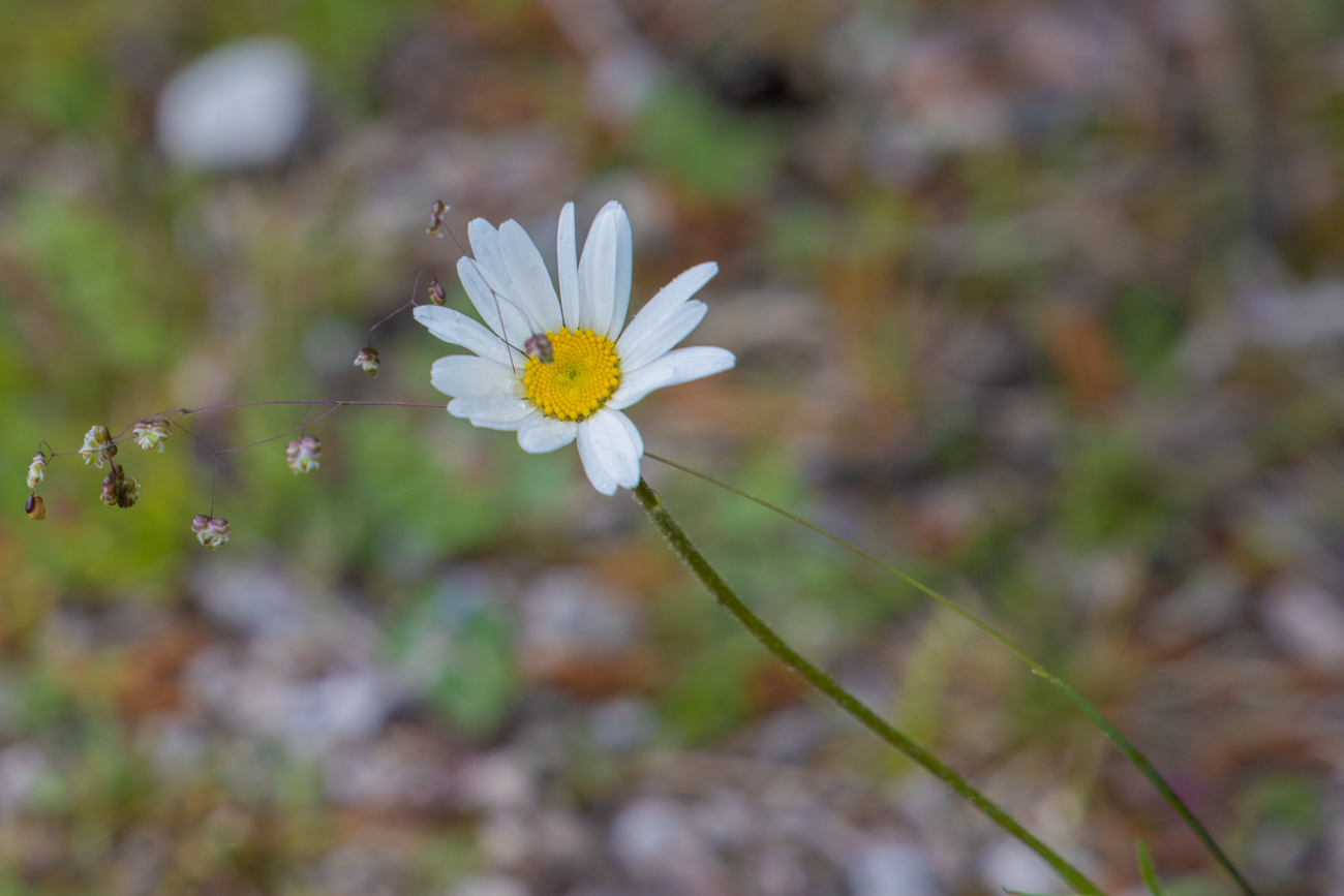 Acker-Hundskamille [Anthemis arvensis]