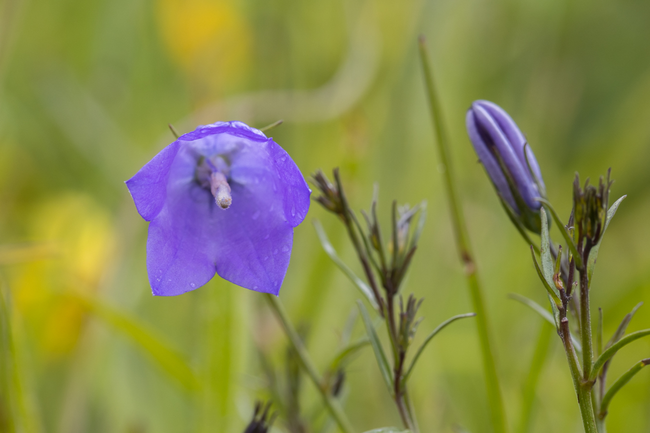 Rundblättrige Glockenblume [Campanula rotundifolia]