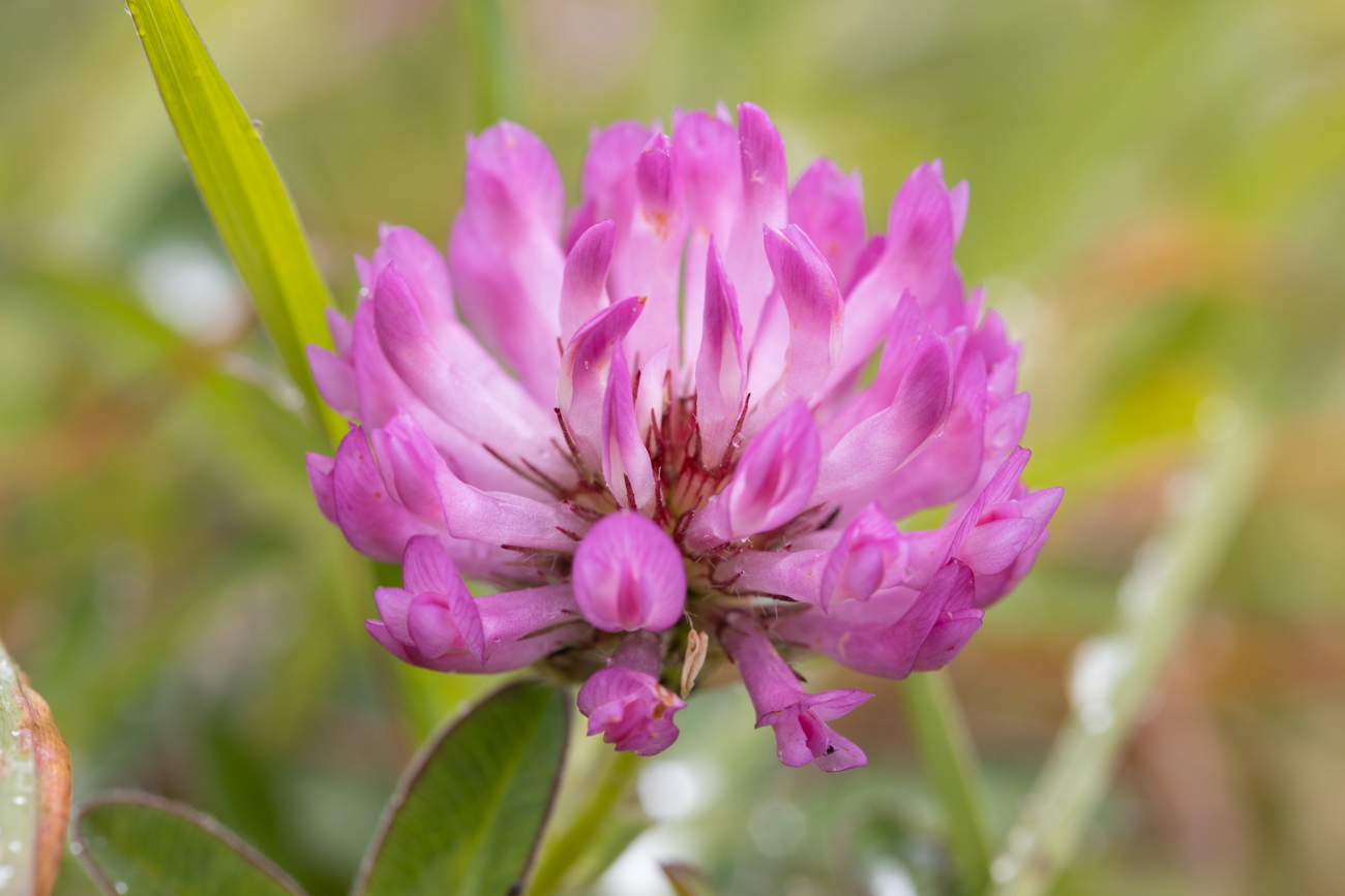 Mittlerer Klee [Trifolium medium] (Zickzack-Klee)