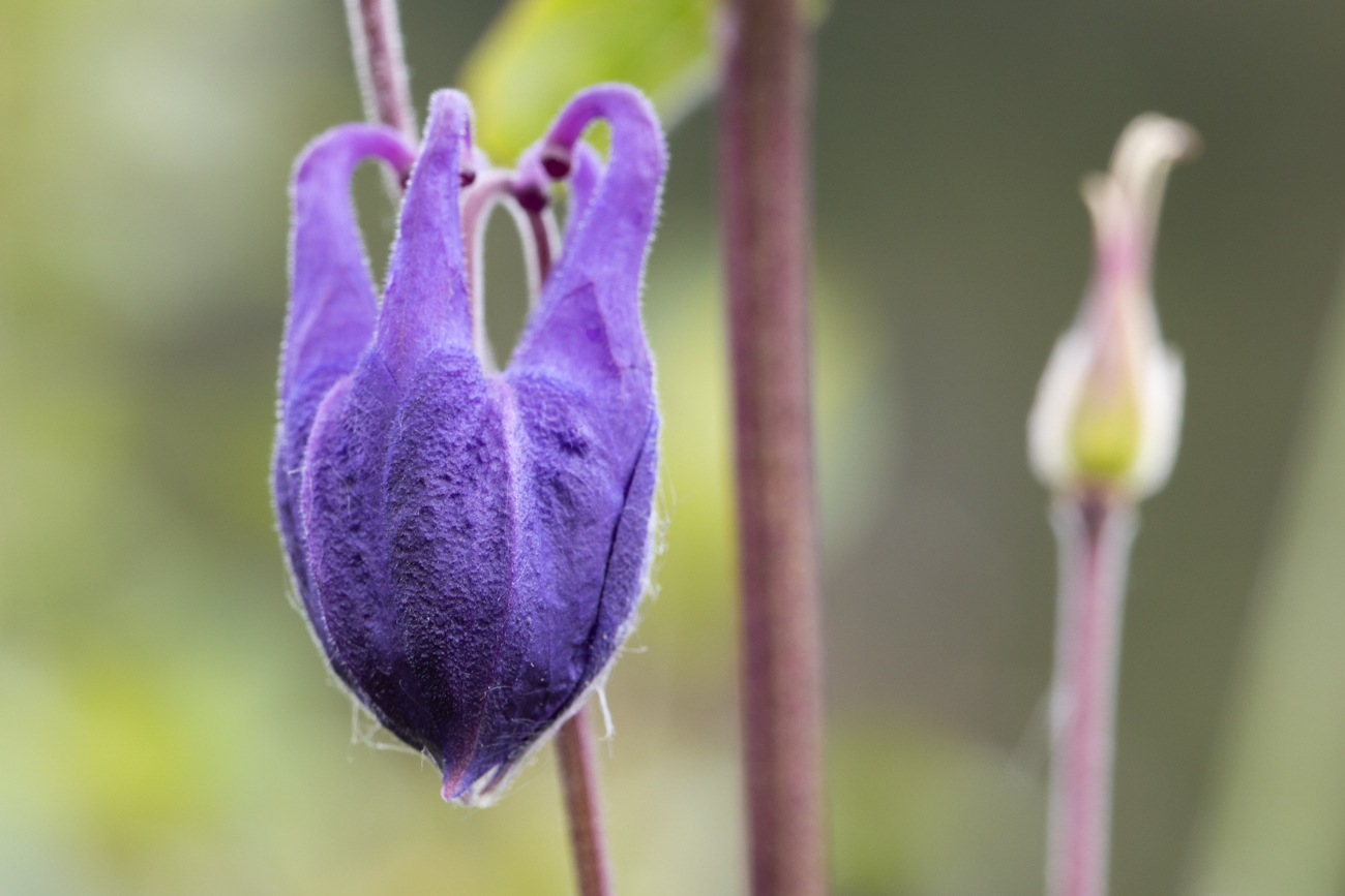 Gemeine Akelei oder Gewöhnliche Akelei [Aquilegia vulgaris] (Wald-Akelei) geschlossen