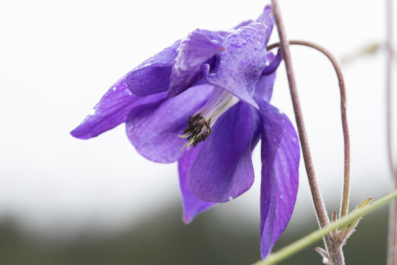 Gemeine Akelei oder Gewöhnliche Akelei [Aquilegia vulgaris] (Wald-Akelei) geöffnet