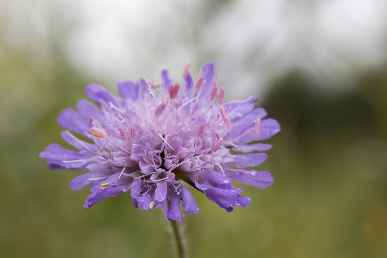 Acker-Witwenblume [Knautia arvensis], (Wiesen-Witwenblume, Nähkisselchen, Wiesenskabiose)