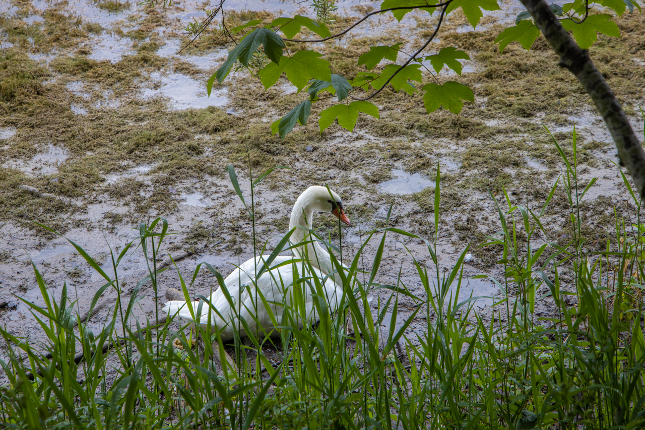 ... hat es Schwan ...