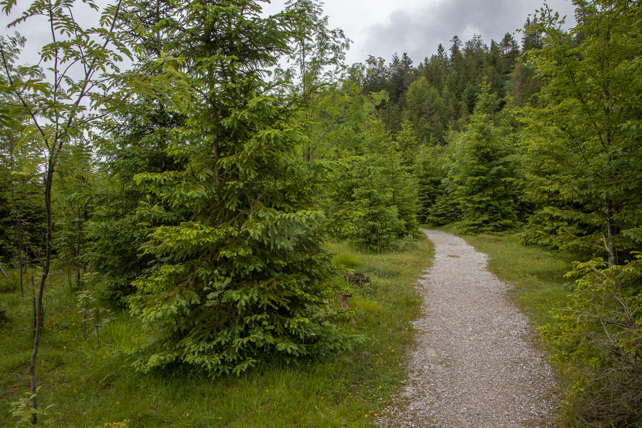 Pfad durch den Wald