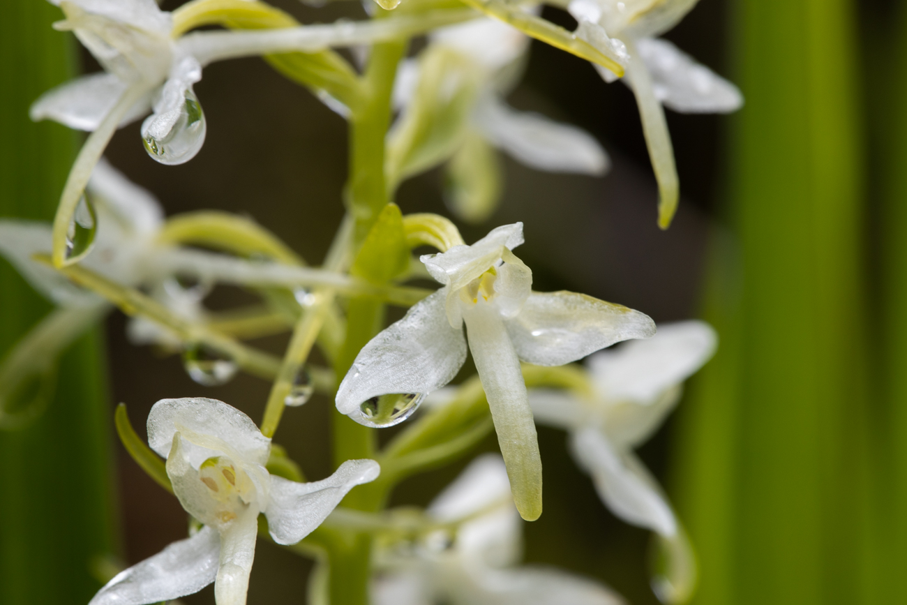 Zweiblättrige Waldhyazinthe [Platanthera bifolia] (Weiß-Waldhyazinthe), ein Orchideengewächs