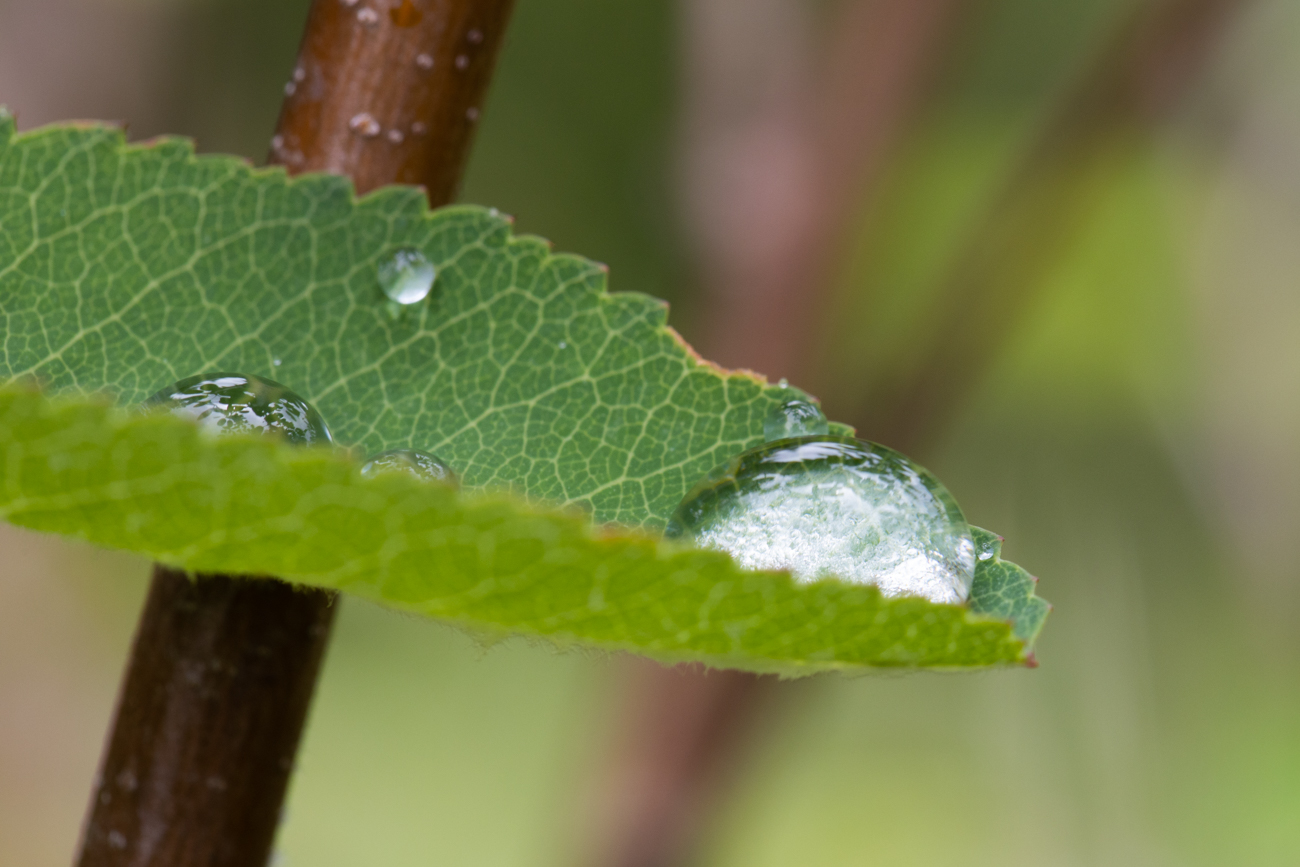 Regentropfen auf einem Blatt