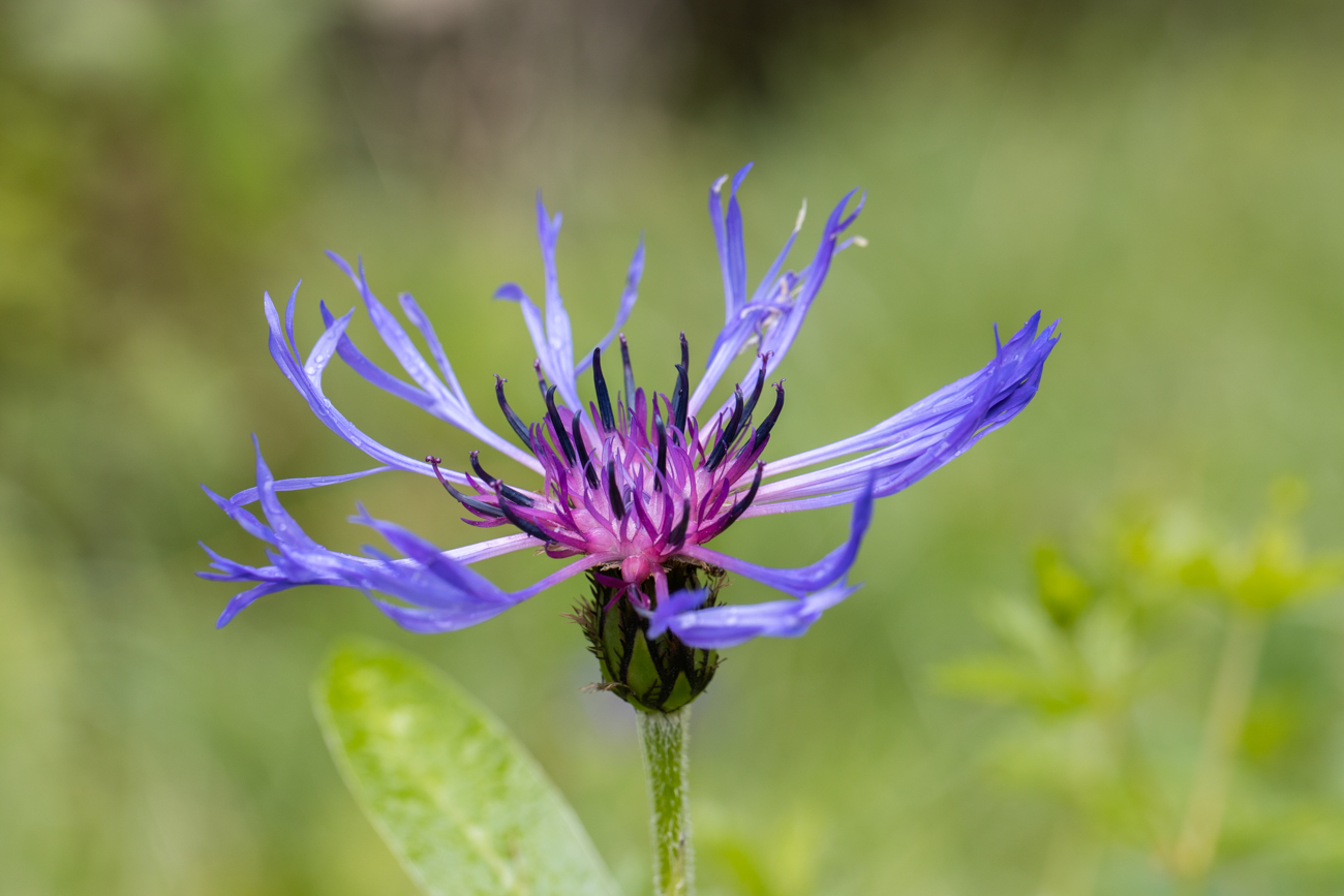 Berg-Flockenblume [Centaurea montana]