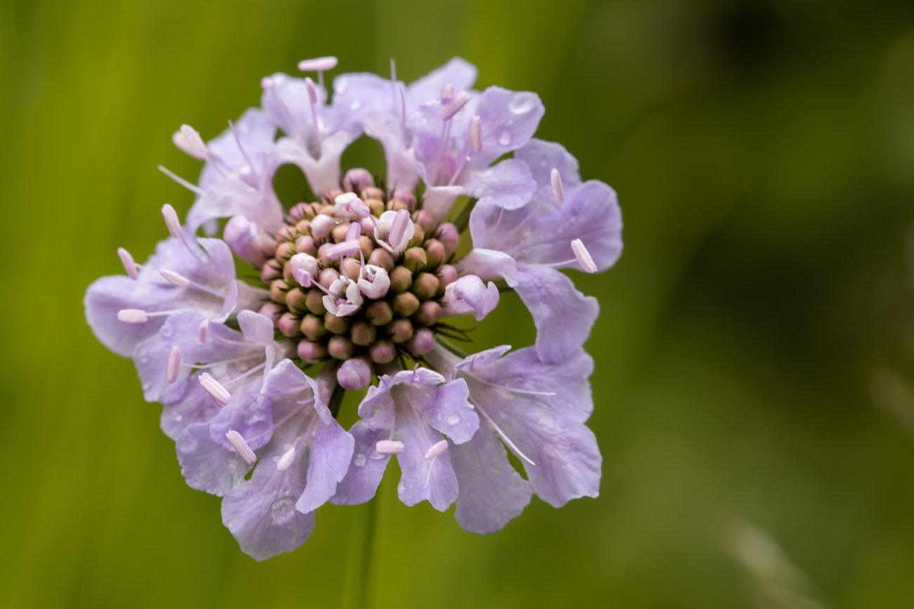 Tauben-Skabiose [Scabiosa columbaria] (Tauben-Grindkraut)