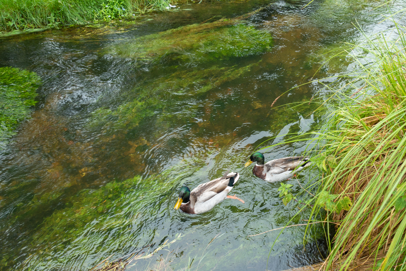 Stockenten in der Ach