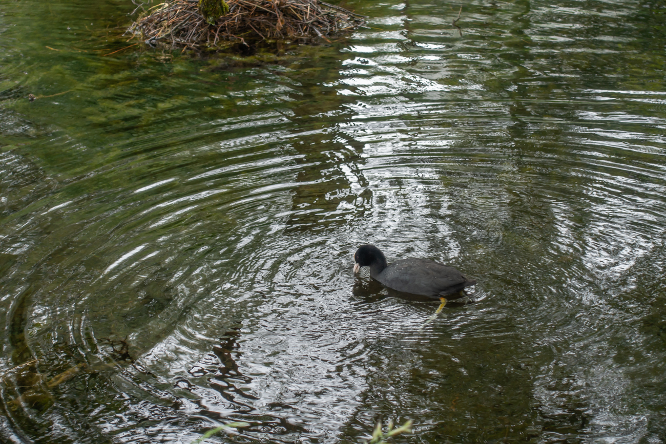 Blässhuhn auf dem Teich