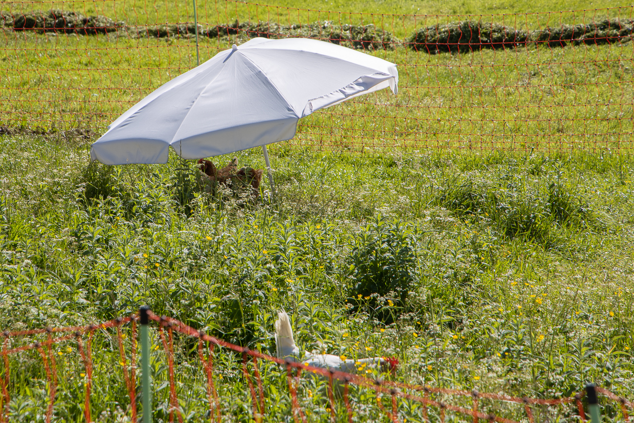 Hühner mit Sonnenschirm ;-)