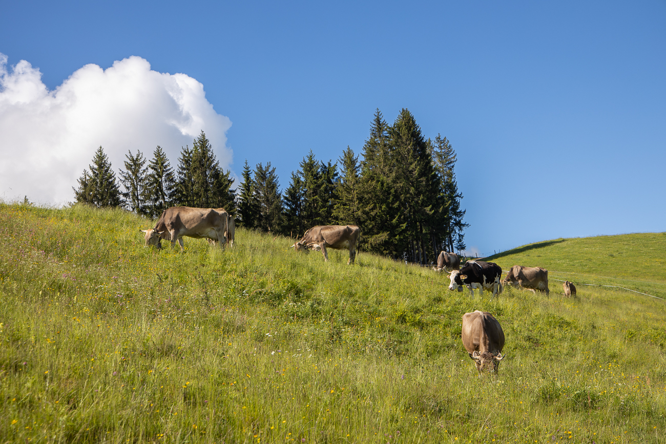 ... und endlich schönes Wetter ...