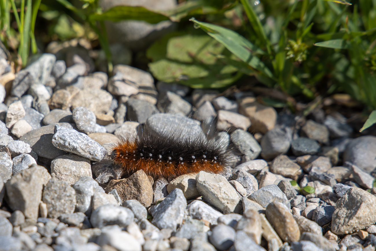 Caterpillar