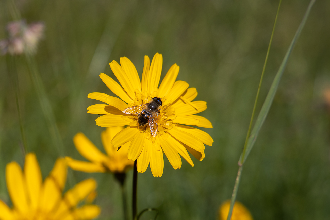 Grasnelken-Habichtskraut [Tolpis staticifolia] mit Besuch