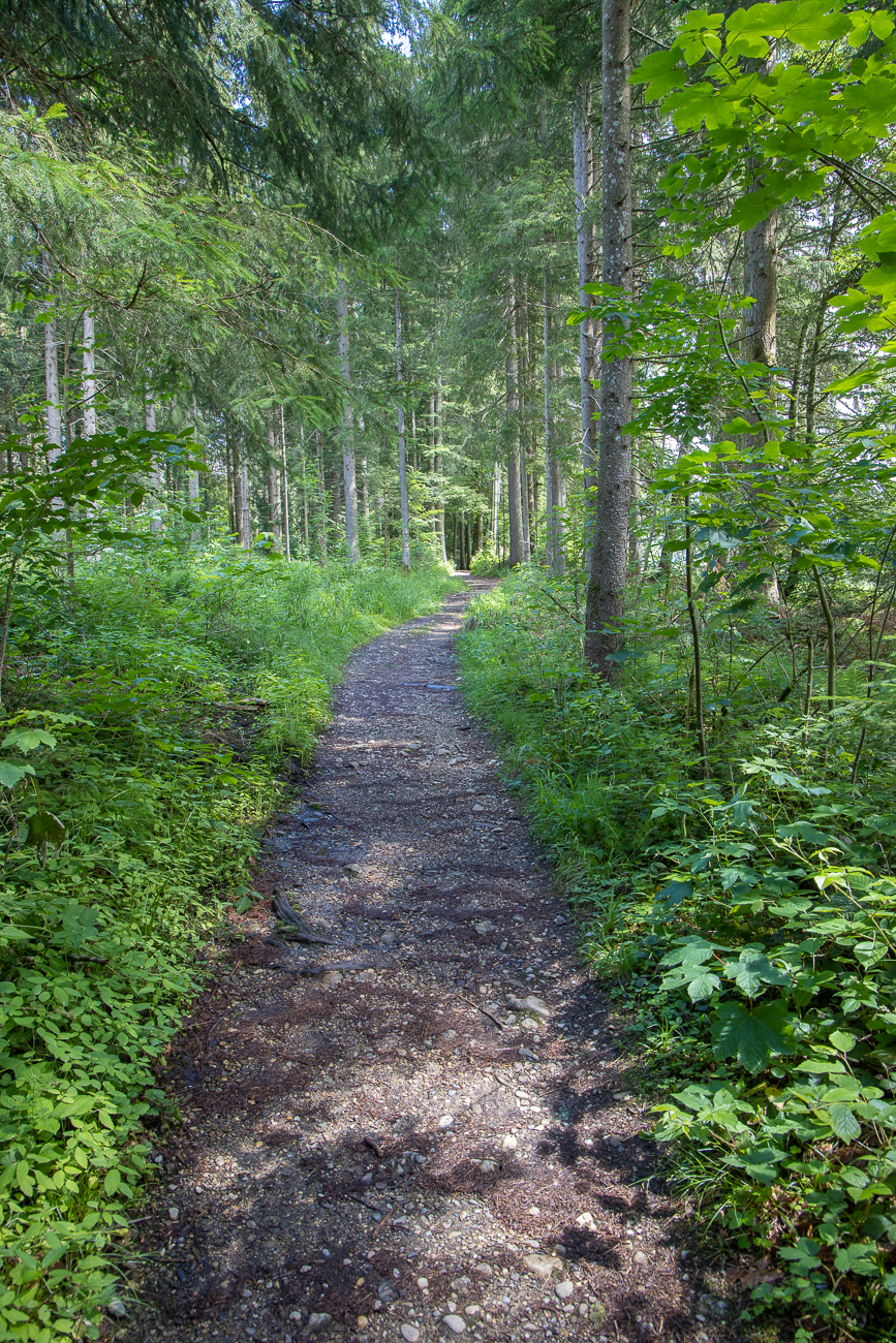 Wieder mal durch ein Stück Wald