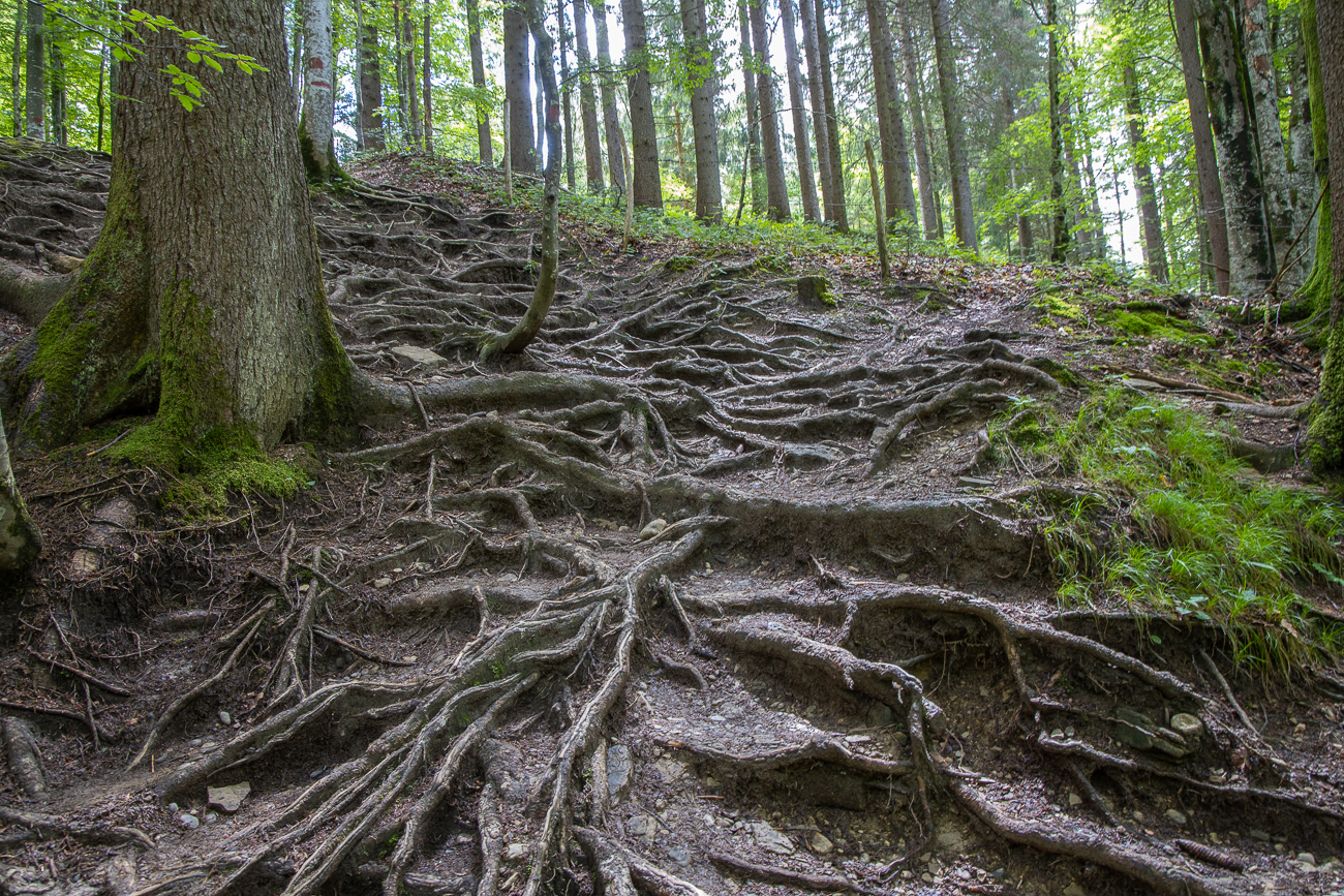 Das ist tatsächlich der Weg ...