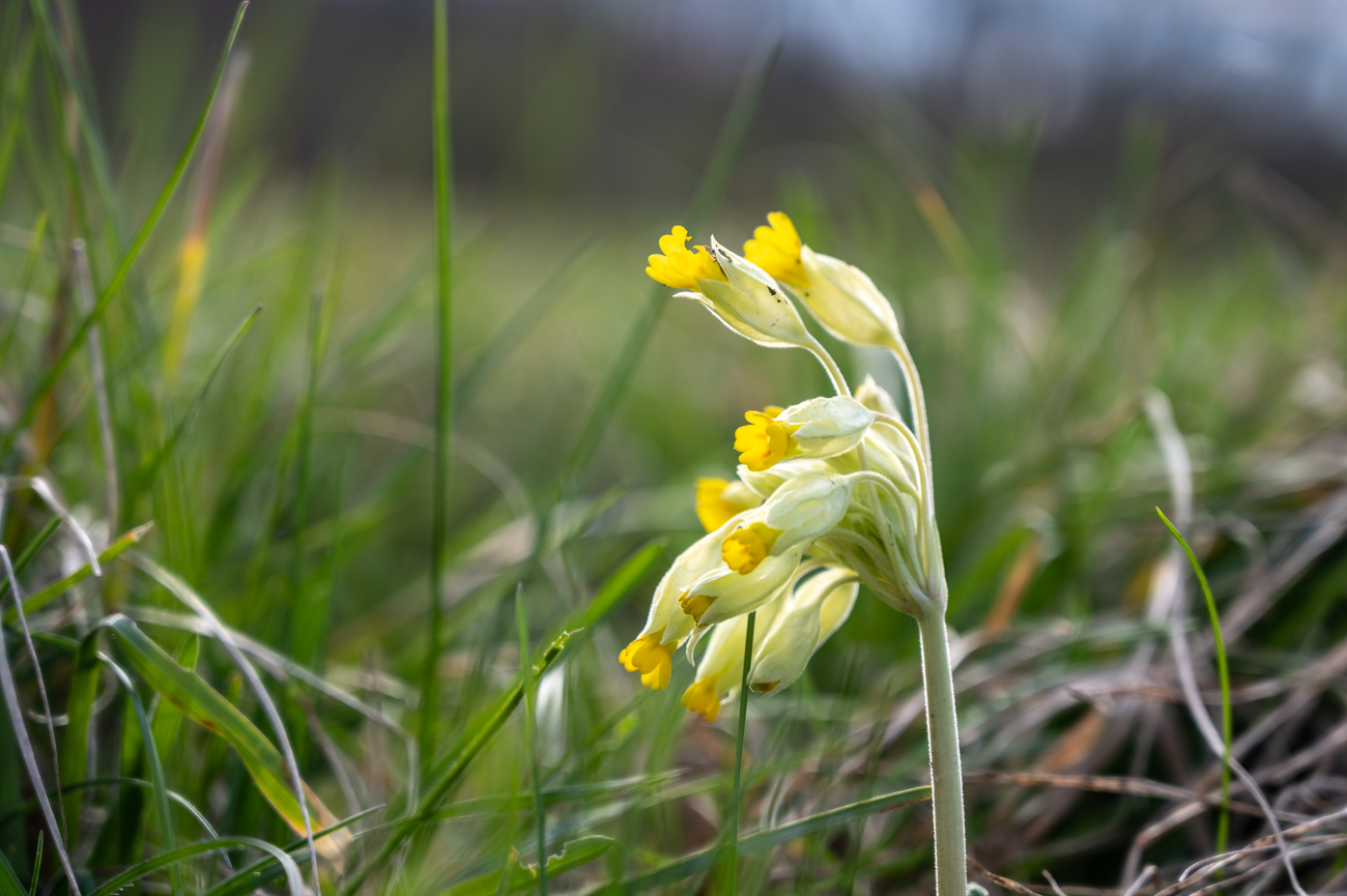 Frühlingsblume