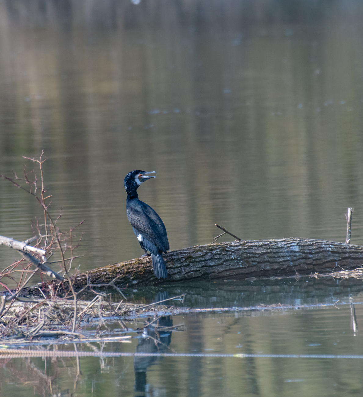 Kormoran