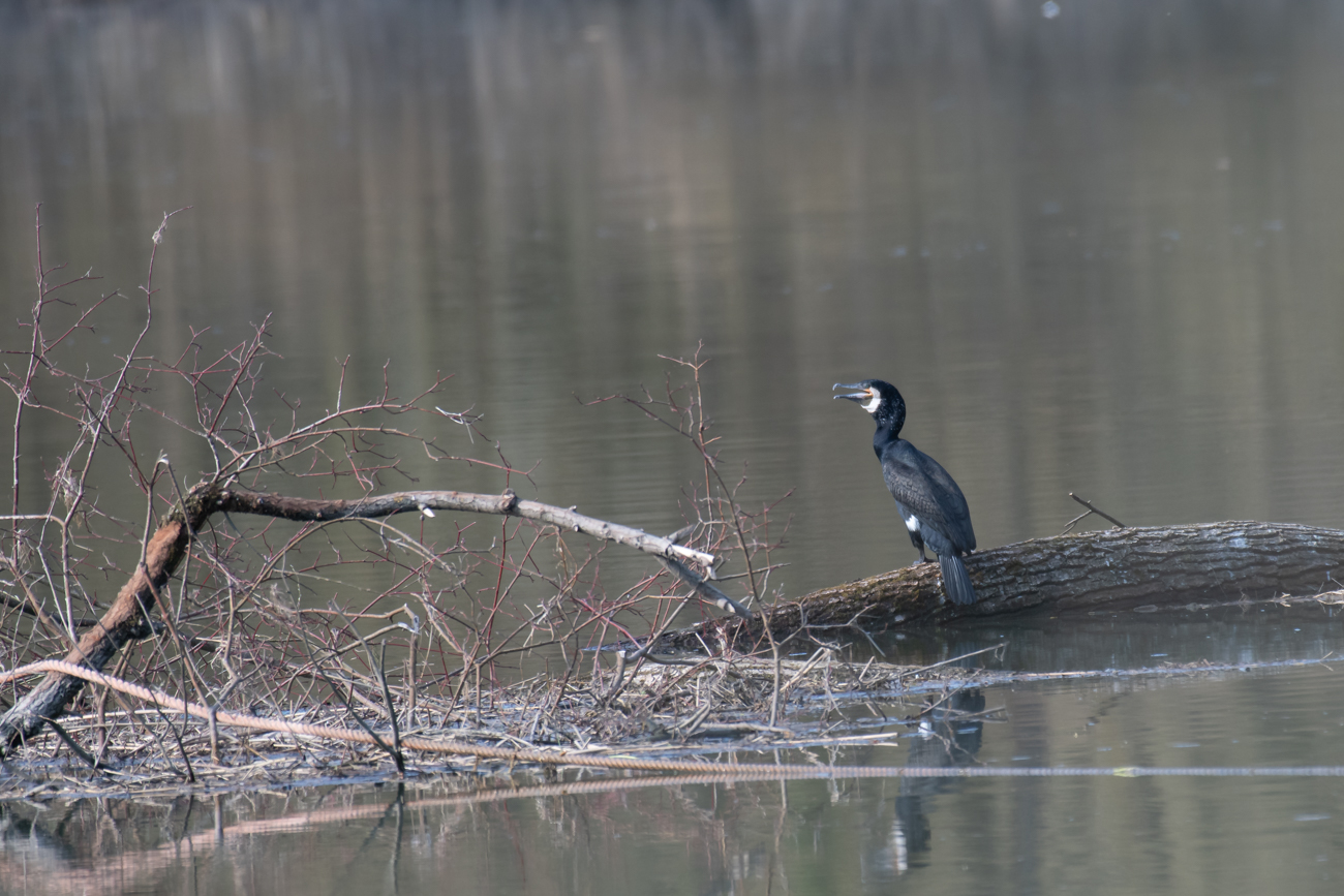 Kormoran